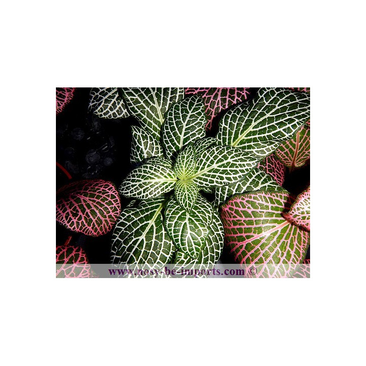 Fittonia sp. blanche