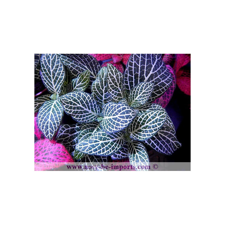 Fittonia sp. blanche