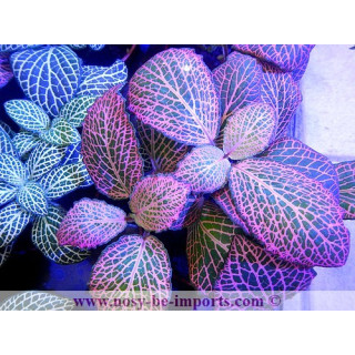 Fittonia sp. rose