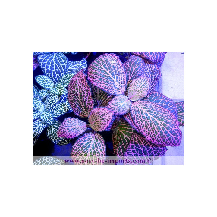 Fittonia sp. rose