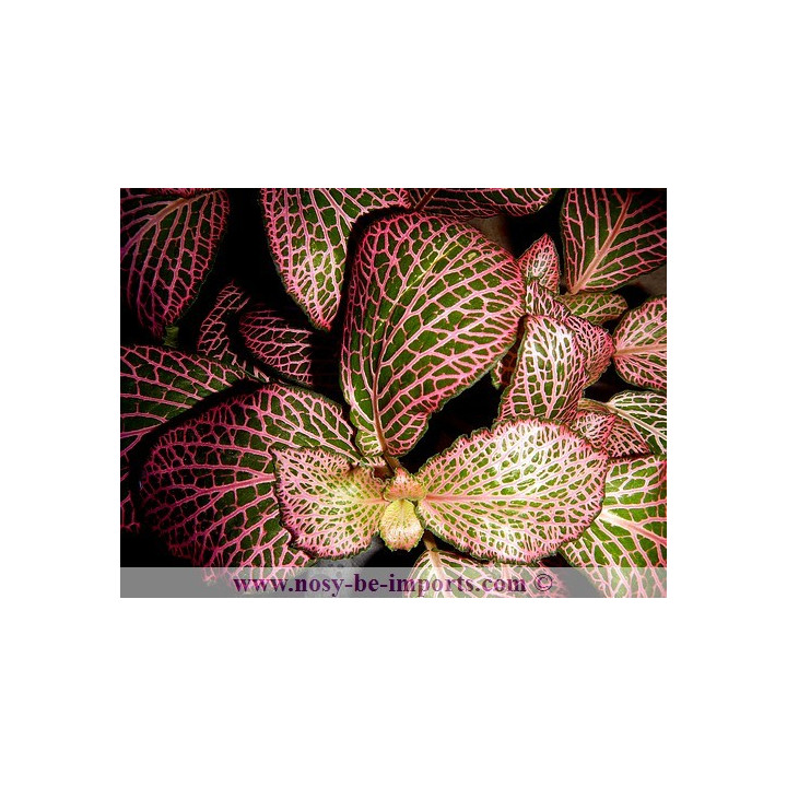Fittonia sp. rose