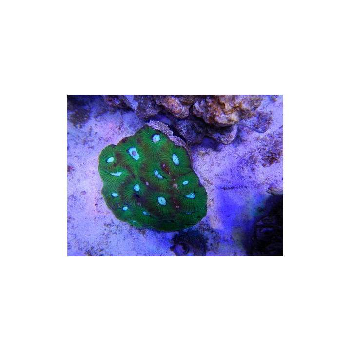 Fittonia sp. rouge