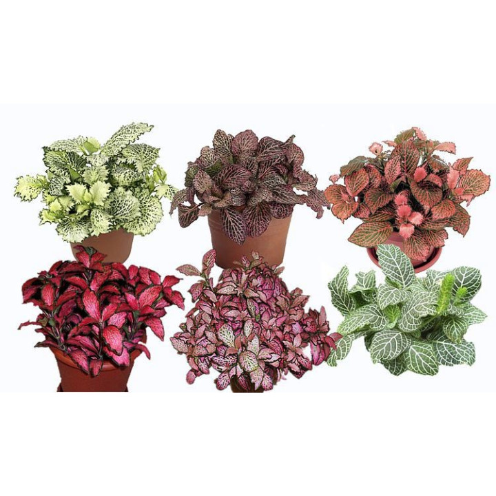 Fittonia sp. rouge