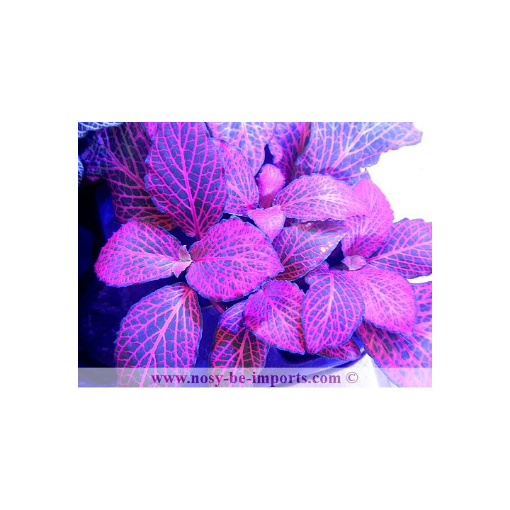 Fittonia sp. rouge