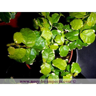Ficus pumila variegata