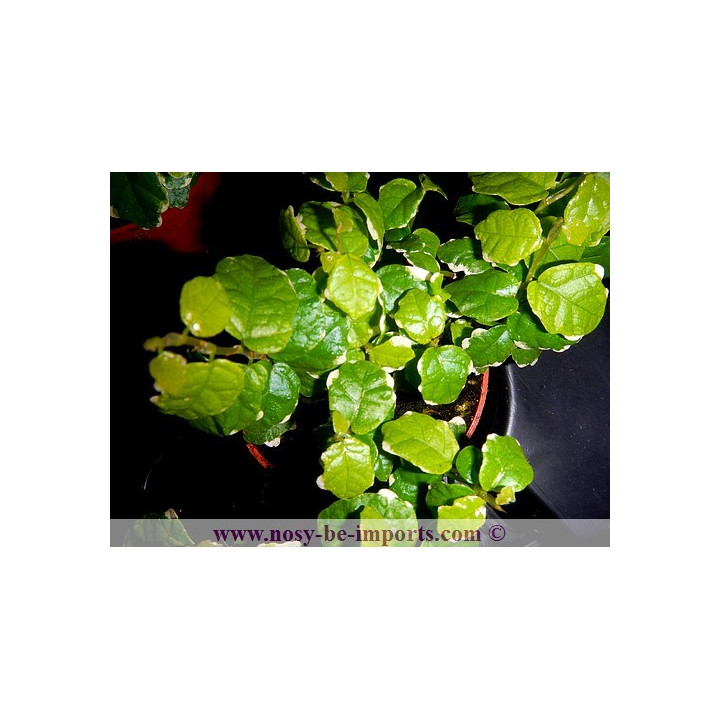 Ficus pumila variegata