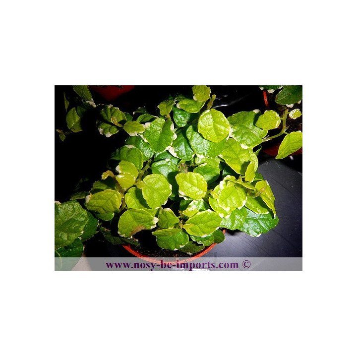 Ficus pumila variegata