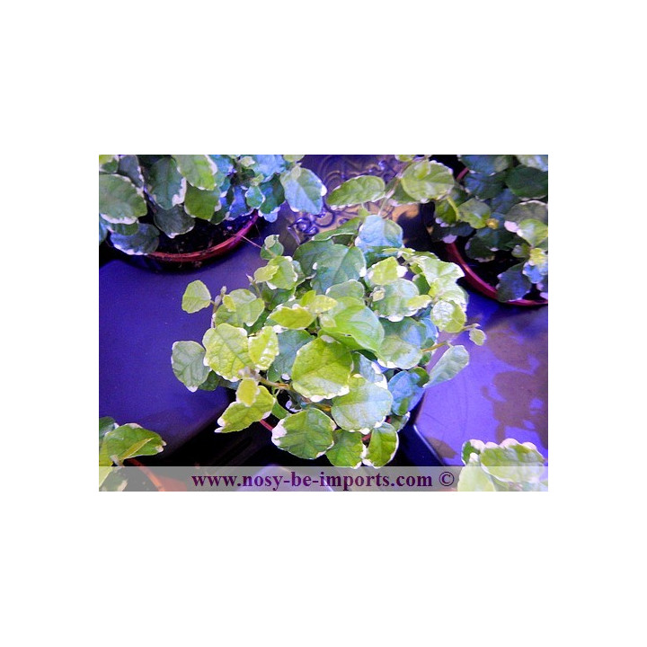 Ficus pumila variegata