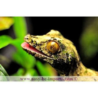 Uroplatus sameiti