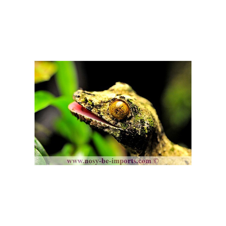 Uroplatus sameiti