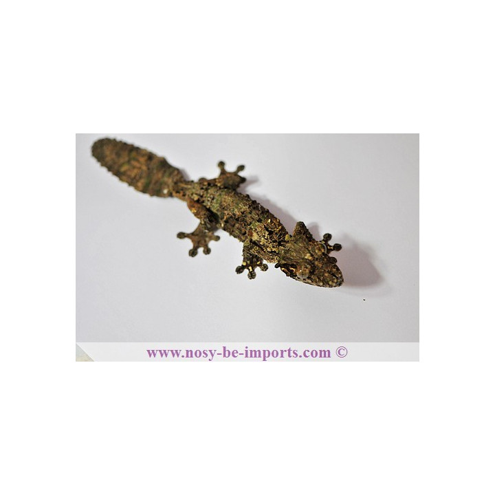 Uroplatus sameiti