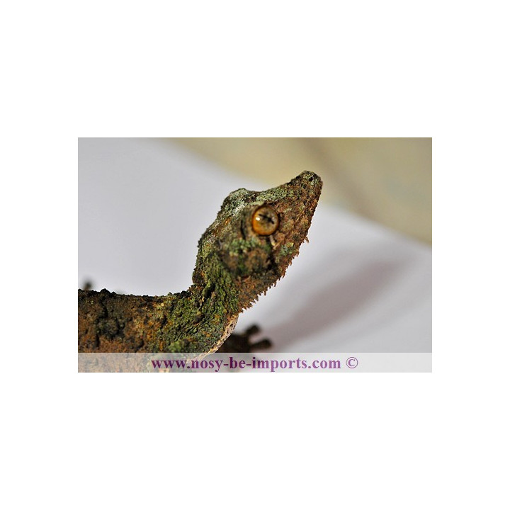 Uroplatus sameiti