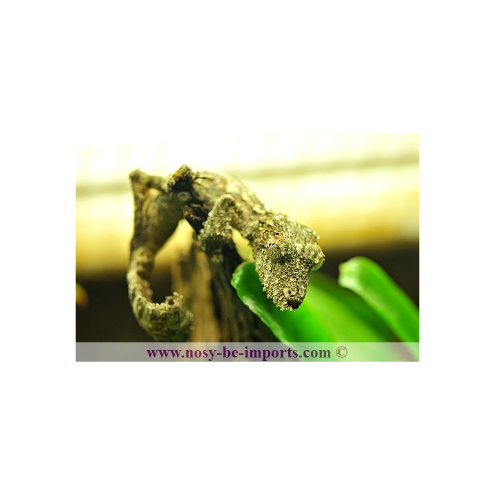 Uroplatus sameiti