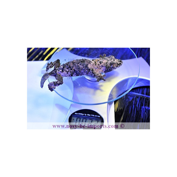 Uroplatus sameiti