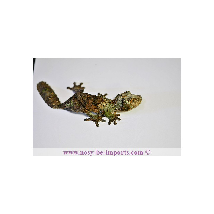Uroplatus sameiti