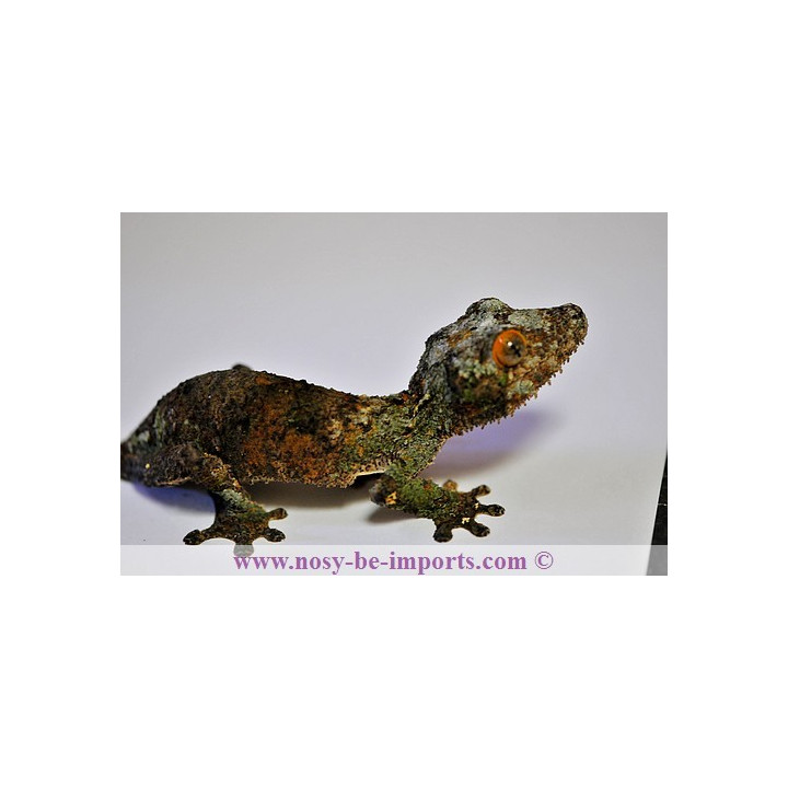 Uroplatus sameiti