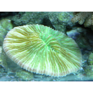 Cycloseris sp. vert
