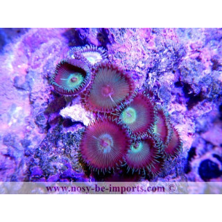 Palithoa sp.