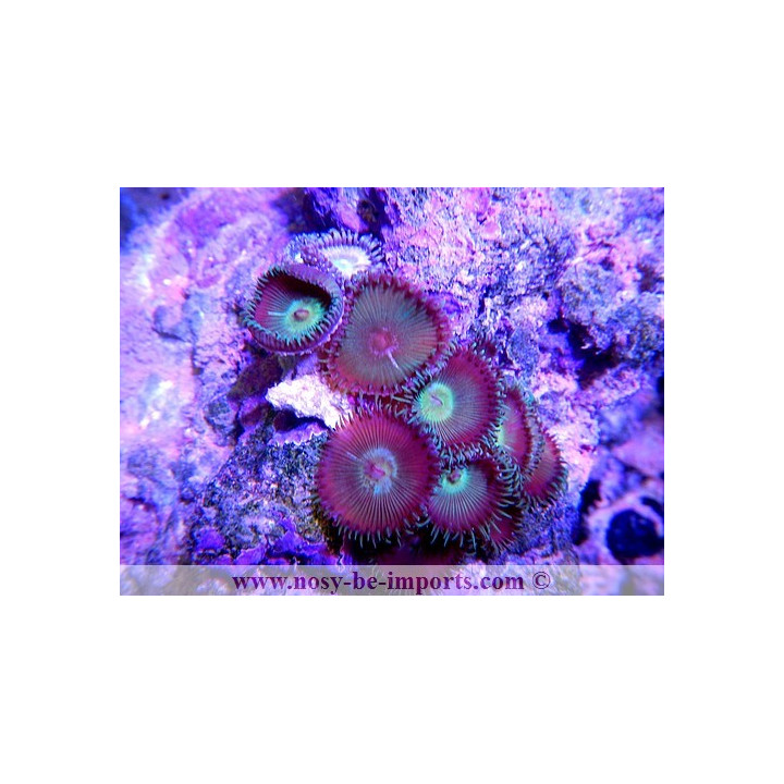 Palithoa sp.