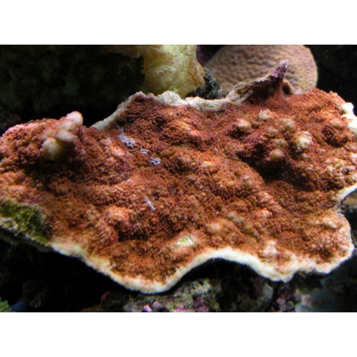 Echinophyllia sp. rose