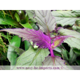 Gynura aurantiaca - plante terrarium violette