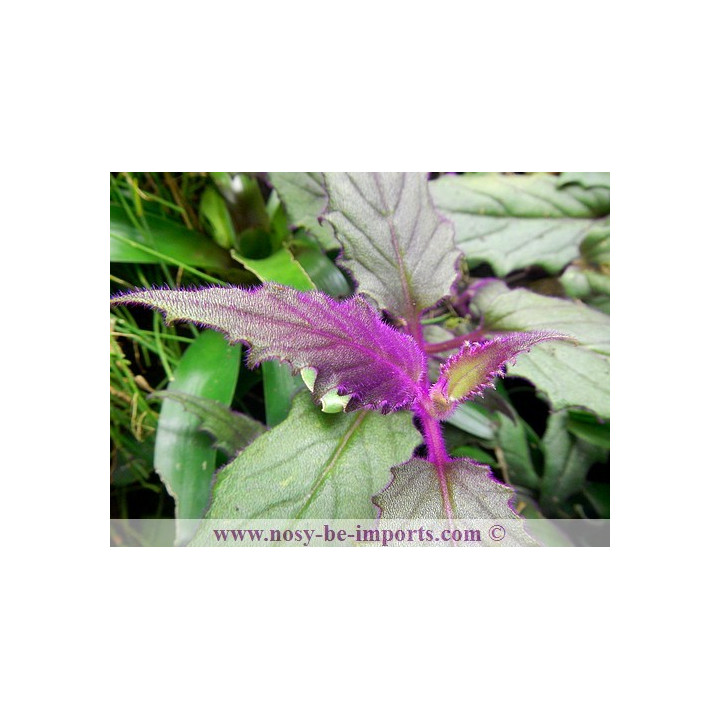 Gynura aurantiaca - plante terrarium violette