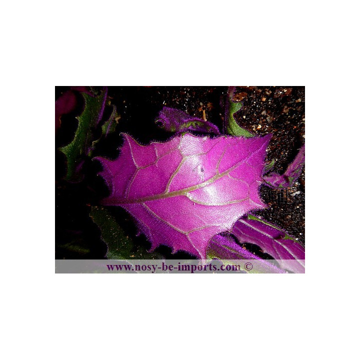Gynura aurantiaca - plante terrarium violette