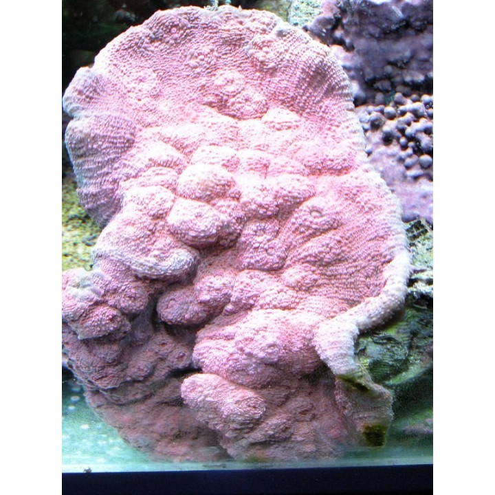 Echinophyllia sp. rose