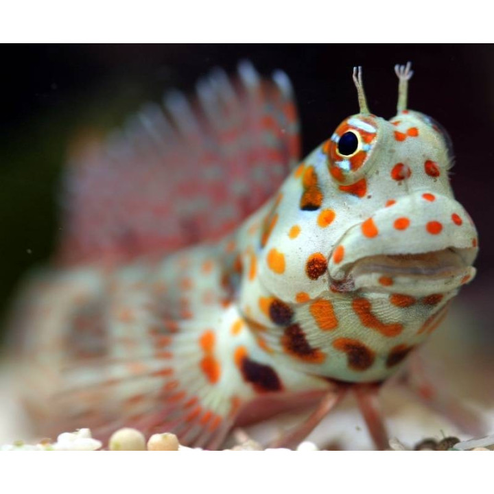 Blenniella chrysospilos
