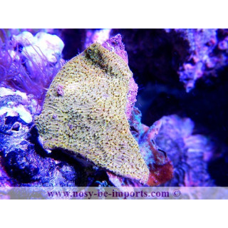 Psammocora sp.