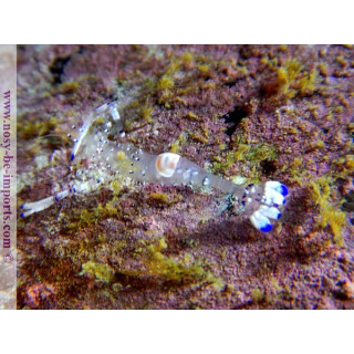 Periclimenes venustus - Ancylomenes venustus 