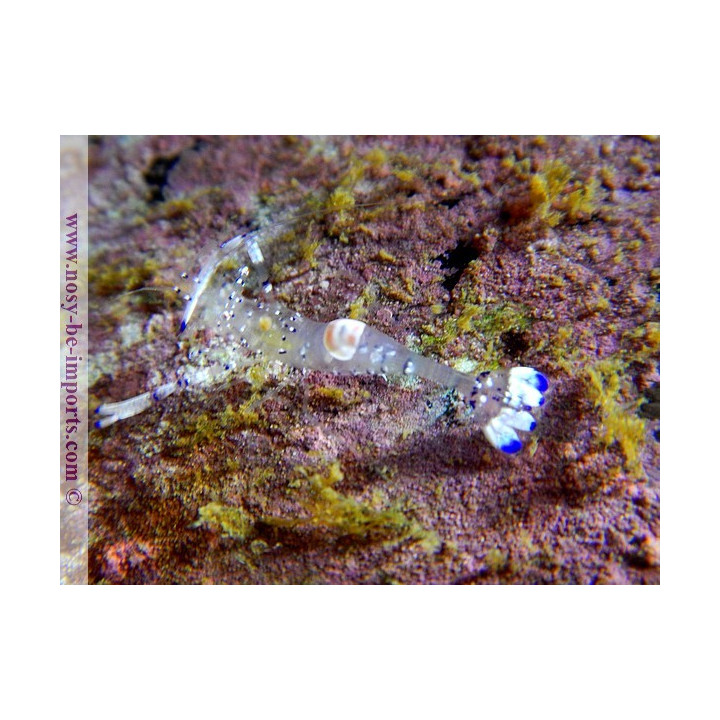 Periclimenes venustus - Ancylomenes venustus 