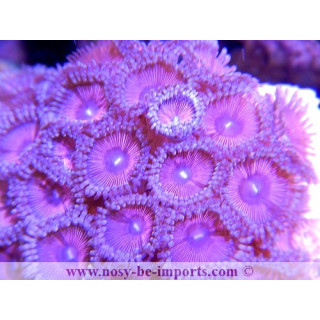 zoanthus rose