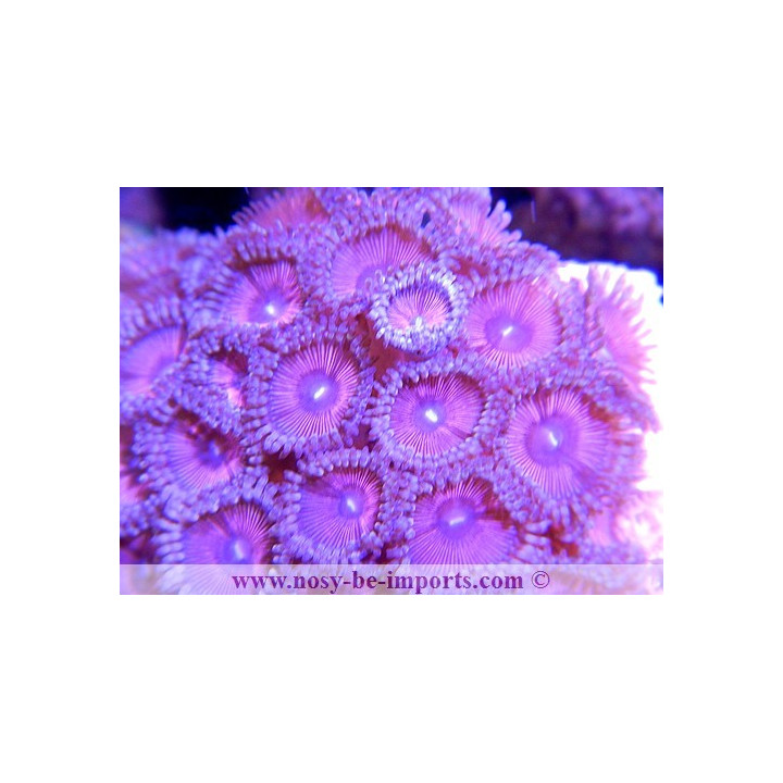 zoanthus rose