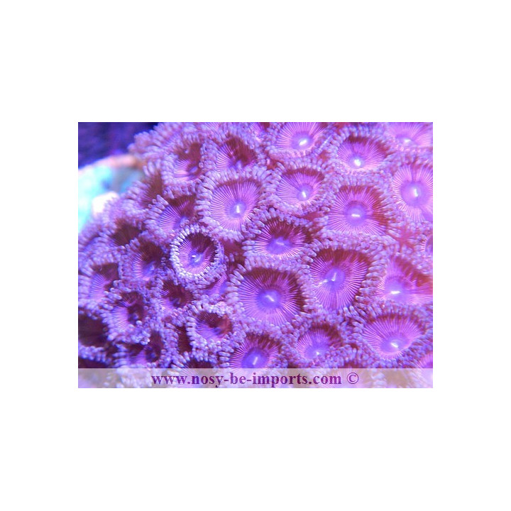 zoanthus rose