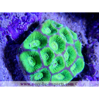 Goniastrea sp.