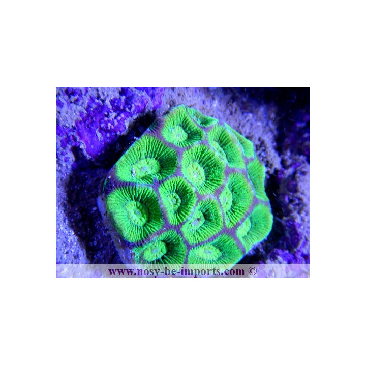 Goniastrea sp.