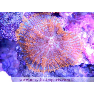 Rhodactis sp. orange