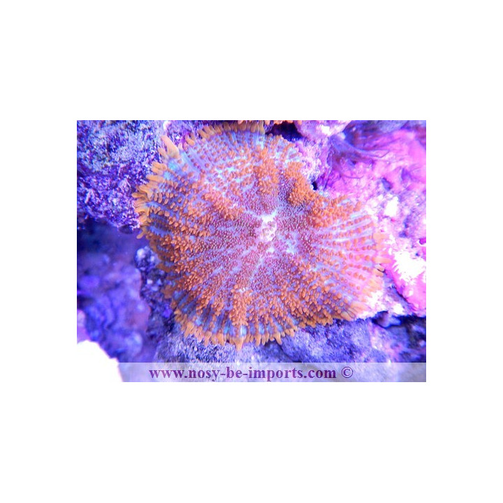 Rhodactis sp. orange