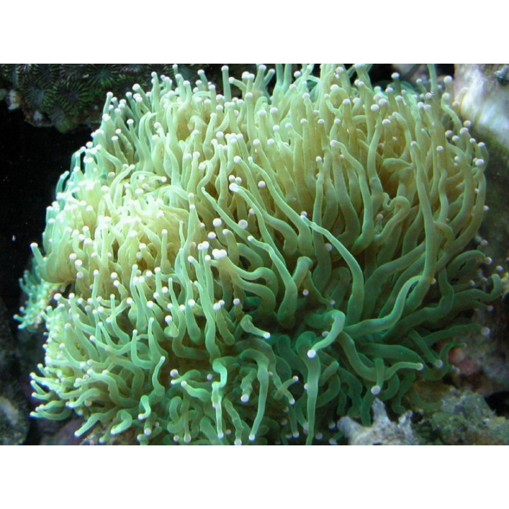 Euphyllia glabrescens - Nosy Be Imports - Coraux VPC - Aquarium sur mesure