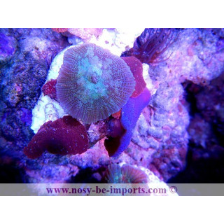 Actinodiscus sp .mix