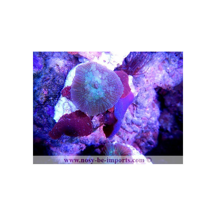 Actinodiscus sp .mix