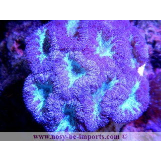 Blastomussa wellsi violet et vert