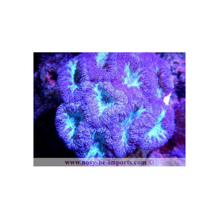 Blastomussa wellsi violet et vert