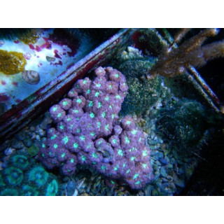 Blastomussa merletti