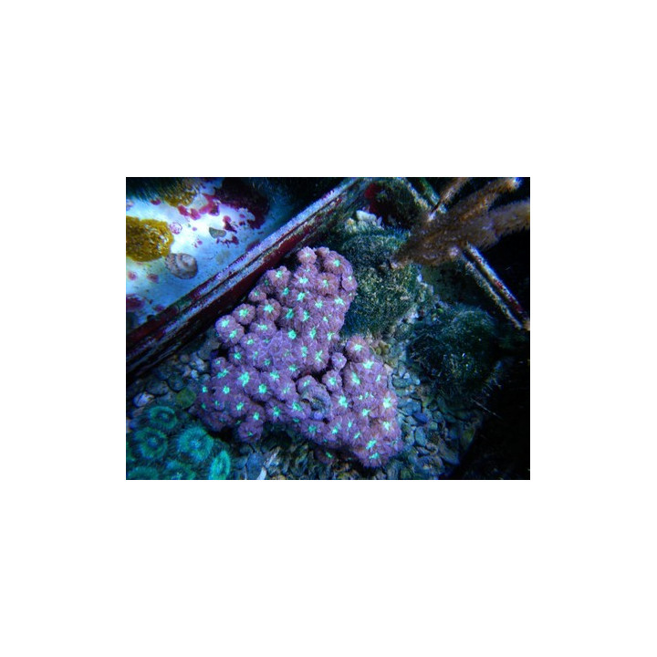 Blastomussa merletti