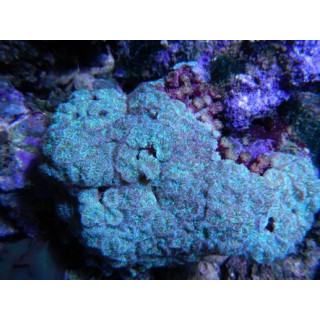 Blastomussa merletti vert