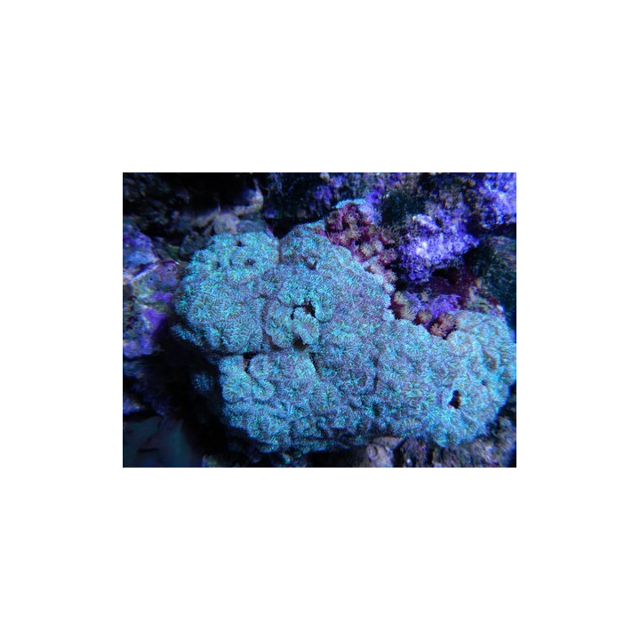 Blastomussa merletti vert
