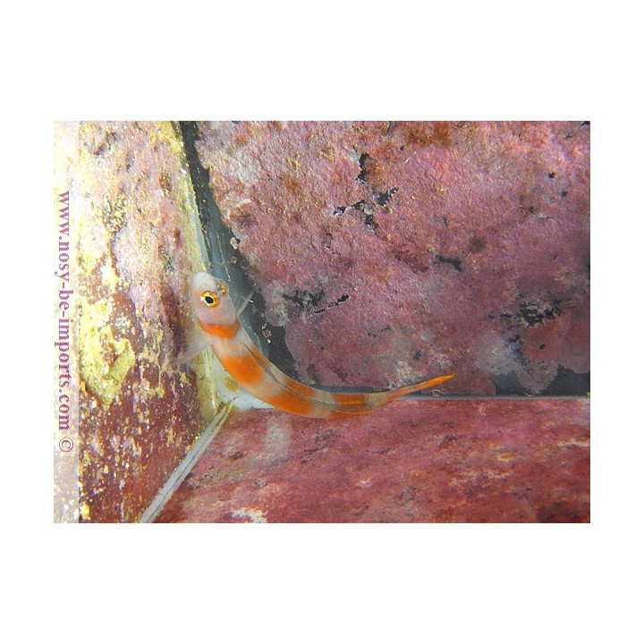 Amblyeleotris aurora