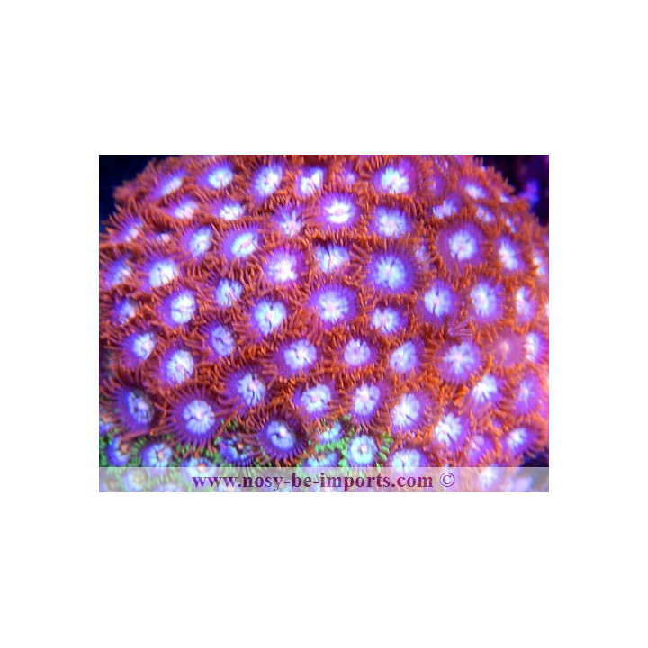 zoanthus sp. orange